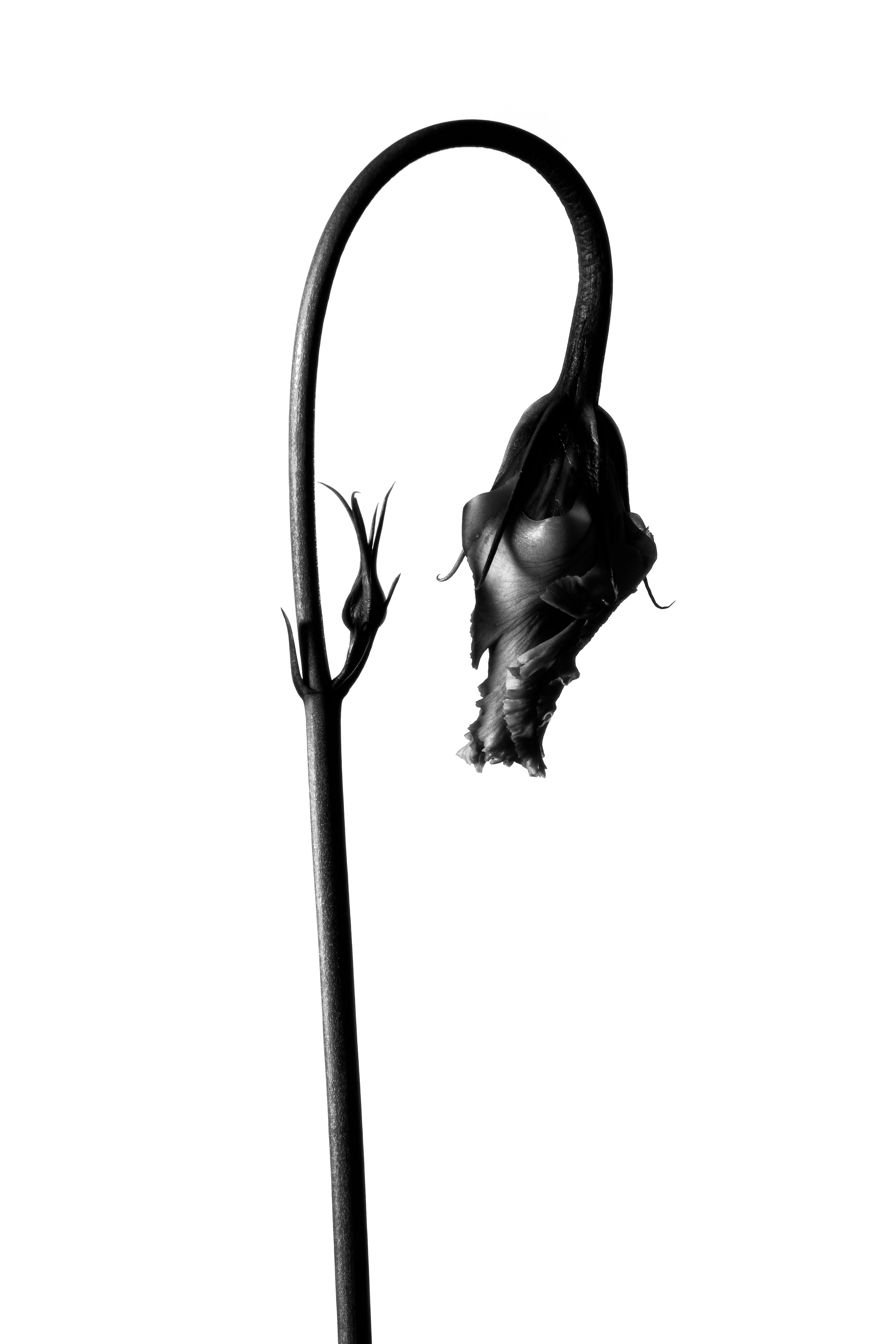 Fleur, Ortie, Photo de studio, Noir et blanc, pierretmae