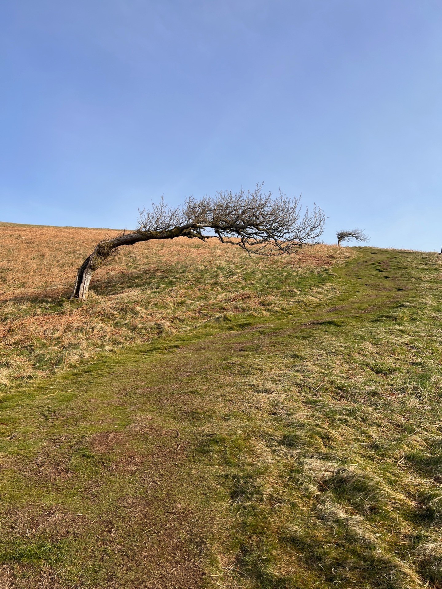 Two trees on a hill spaced far apart from each other. Both severely wind swept to the point where they're almost horizontal.