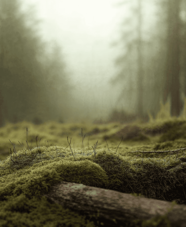 Calm natural background at Dr. Haile Michaelson's Kelowna naturopathic practice