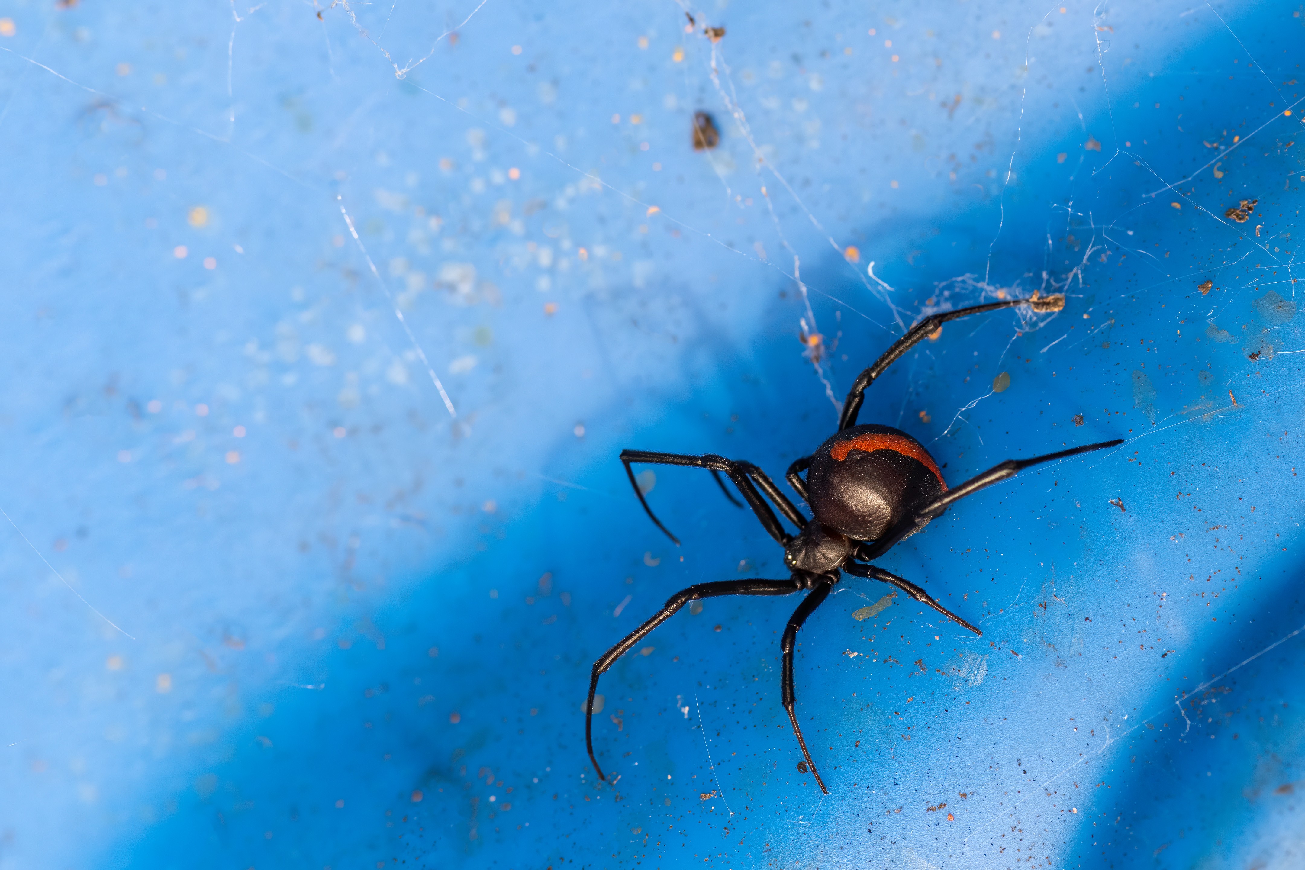 Australian Red Back Spider in blue drum