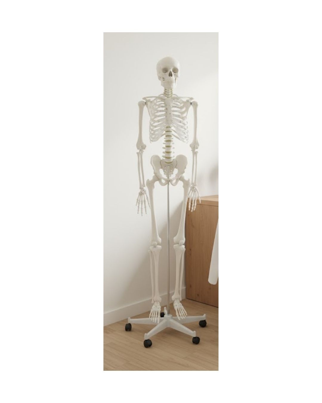 Life-size Human Skeleton(180cm)