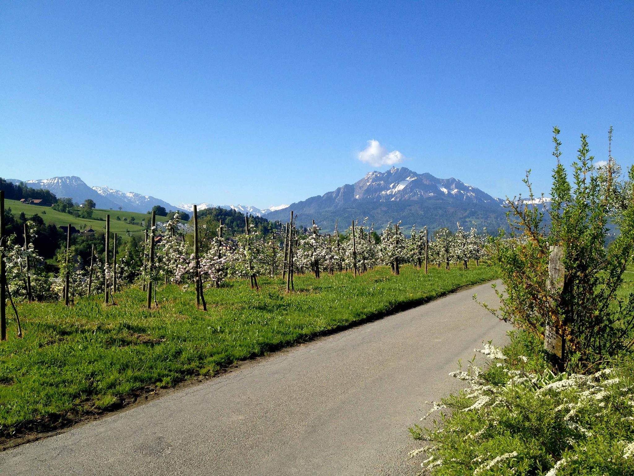 Ausblick auf unsere Felder und den Pilatus im Frühling