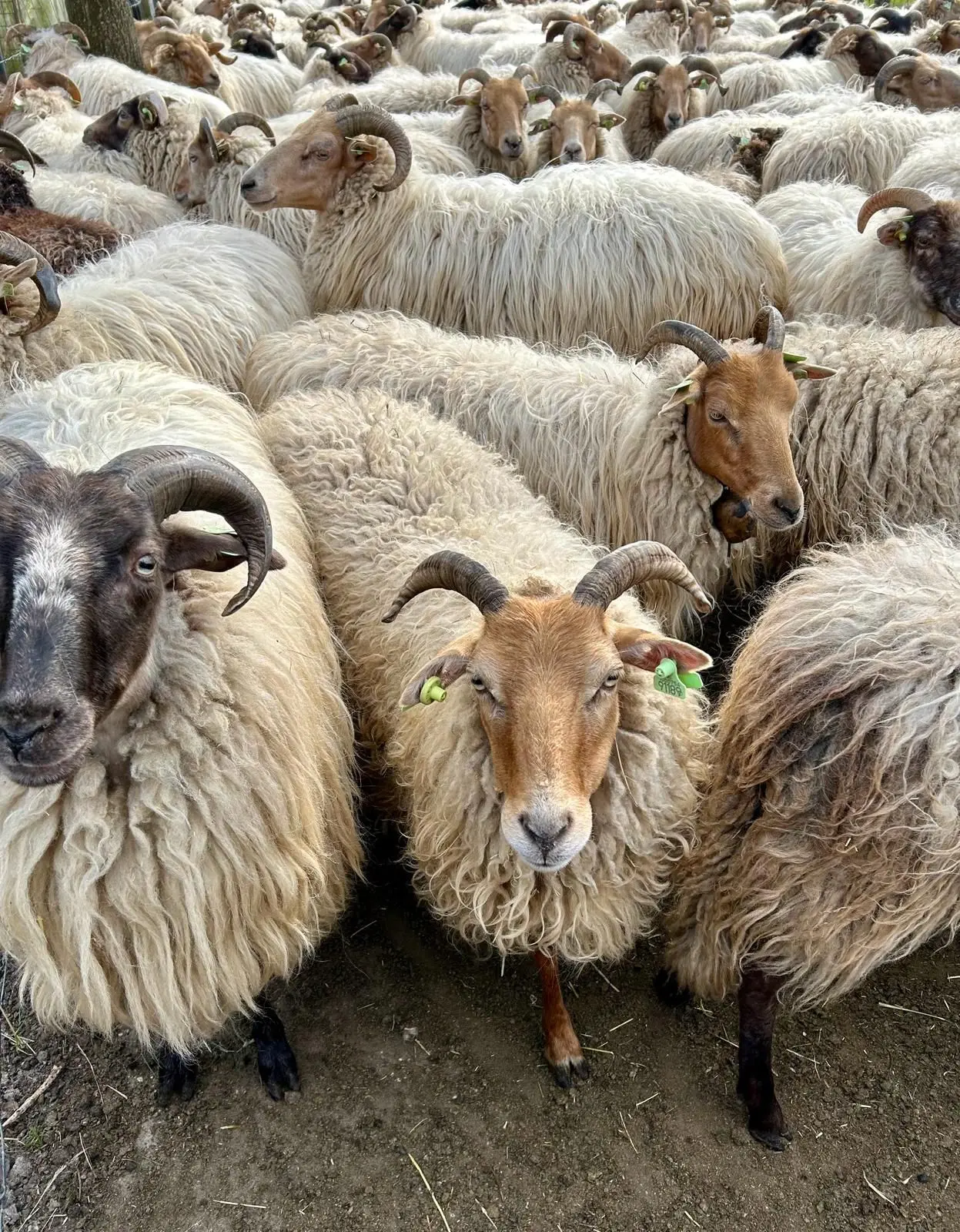 Kudde schapen bij de schaapskooi in Drenthe.