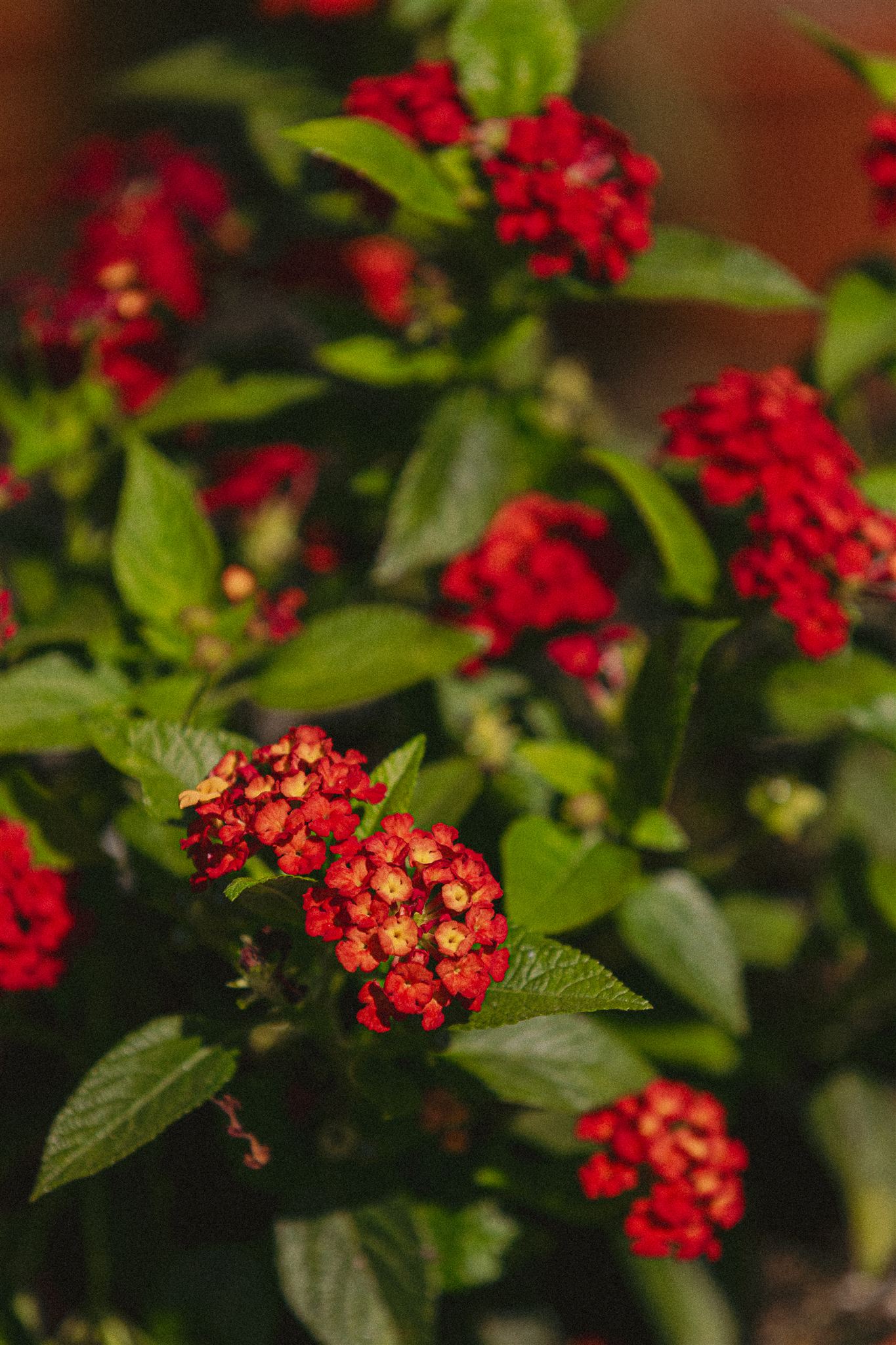 White and Red Lantana Garden