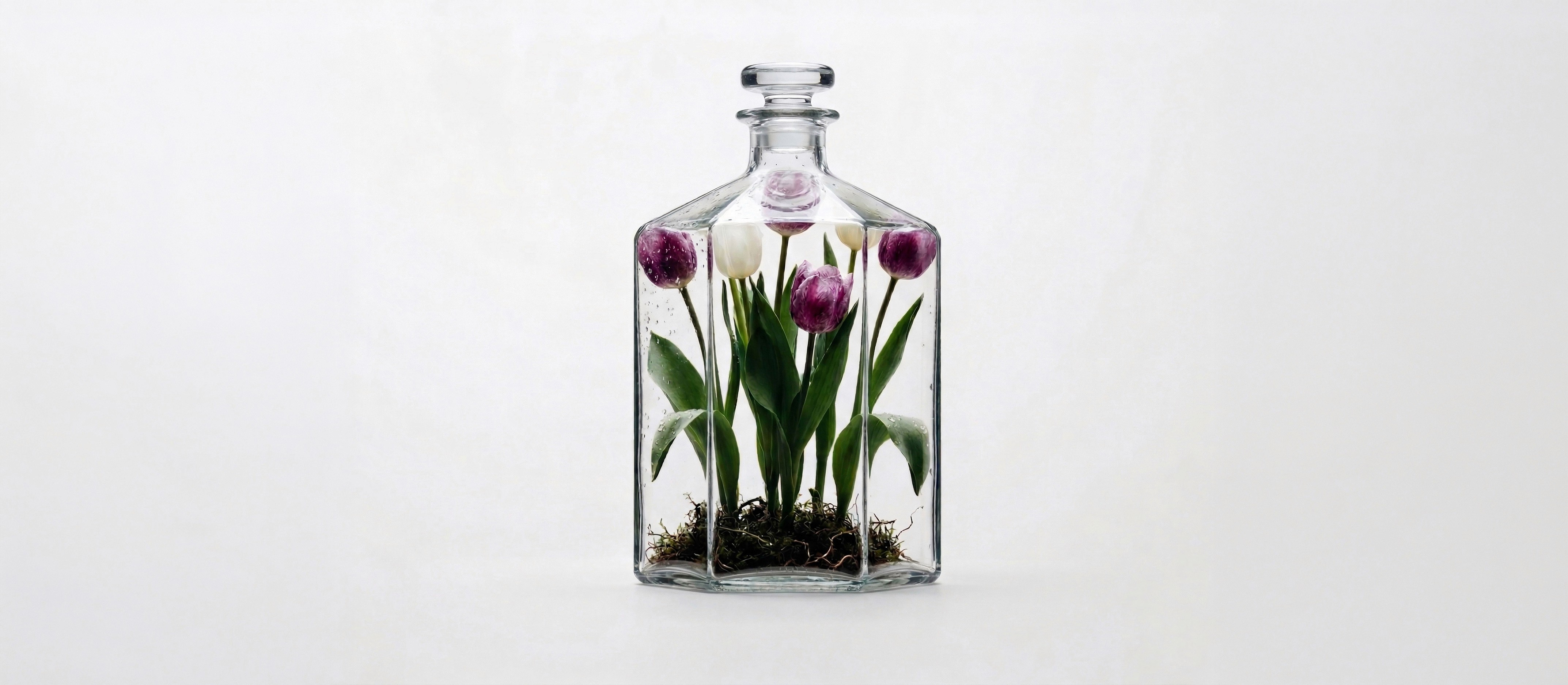 Tulips in glass flask