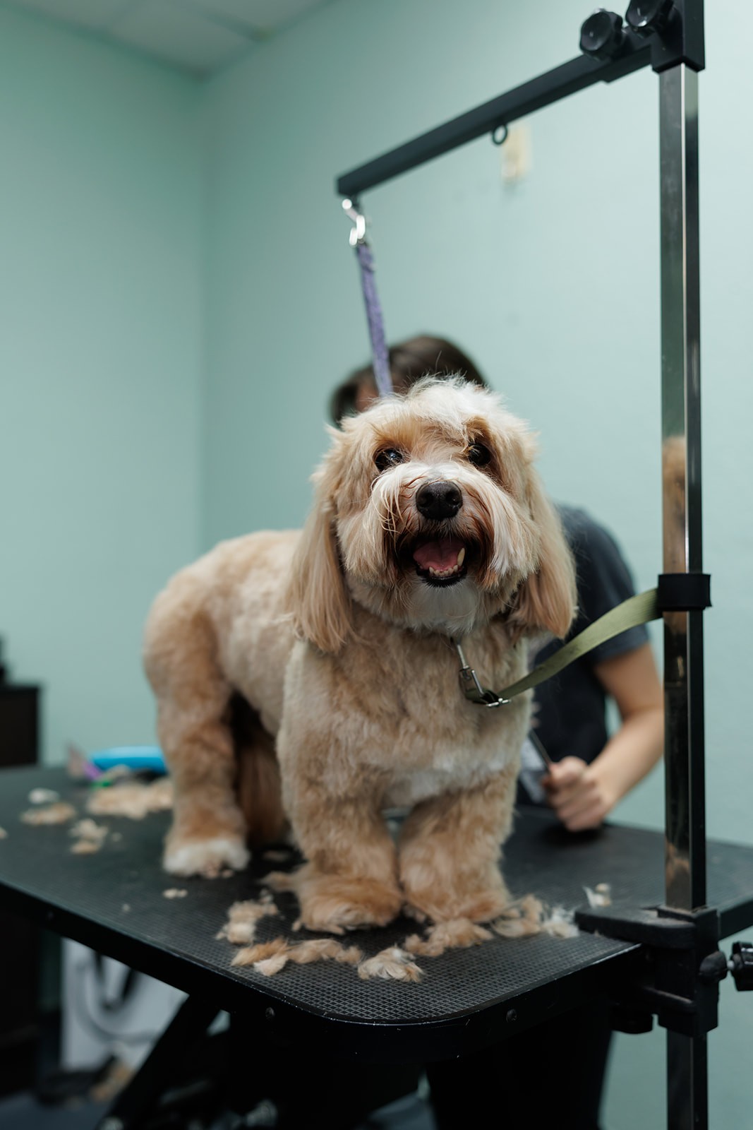 Fluffy dog on grooming table with hair clippings