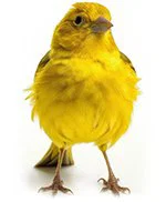 An image of a canary.
