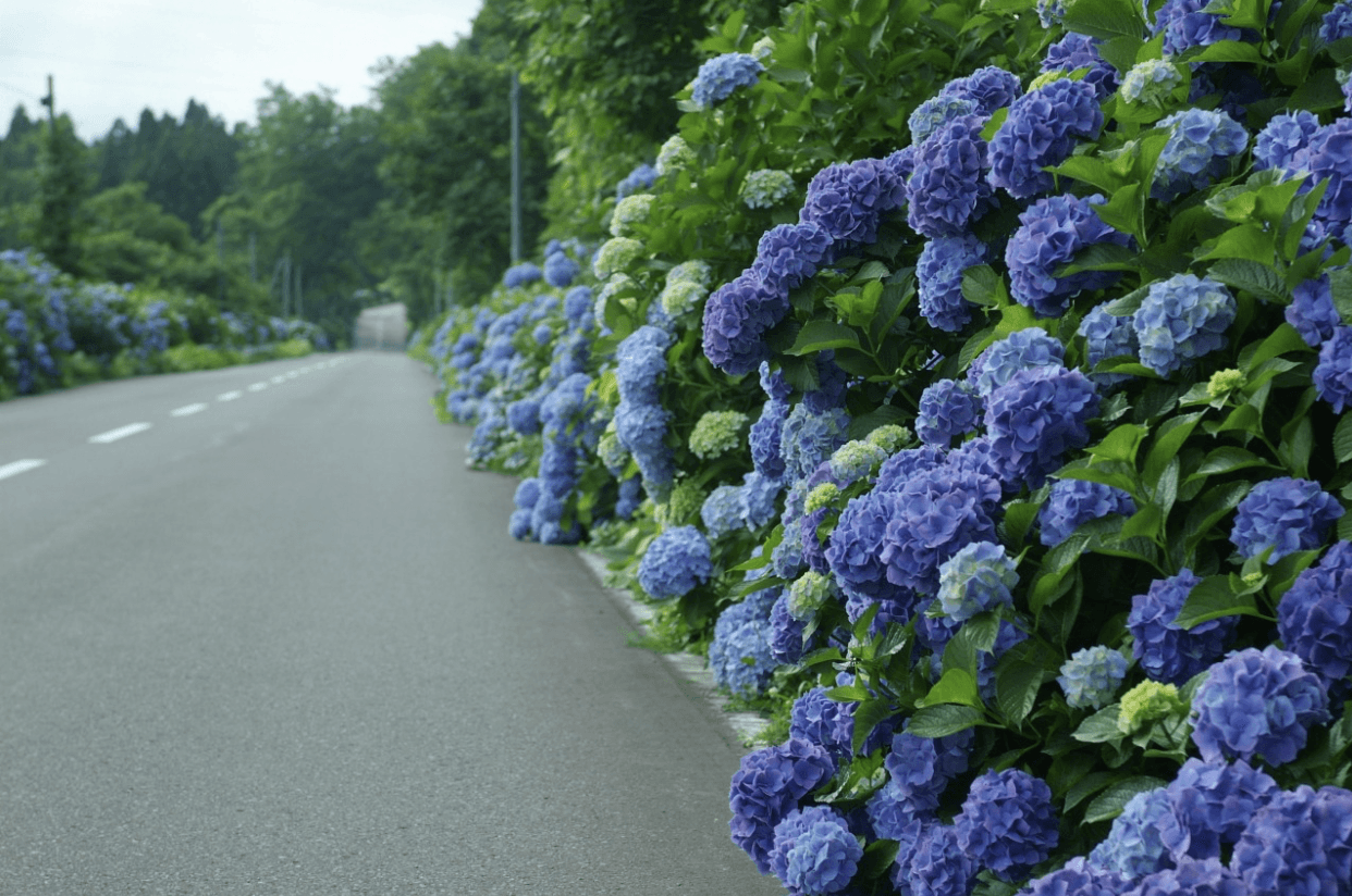 Hydrangeas by the road side in Ajisai Road Aomori