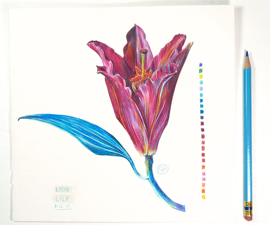 illustration of a lily