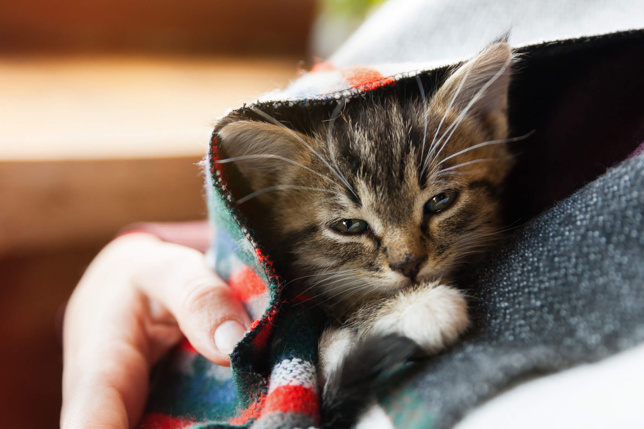 baby cat in a blanket