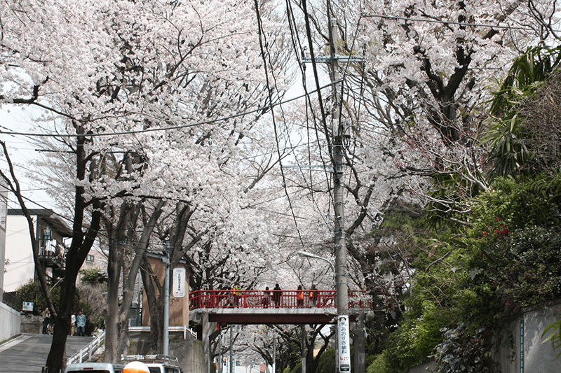 Sakura blooming at Sakura Slope in Ota