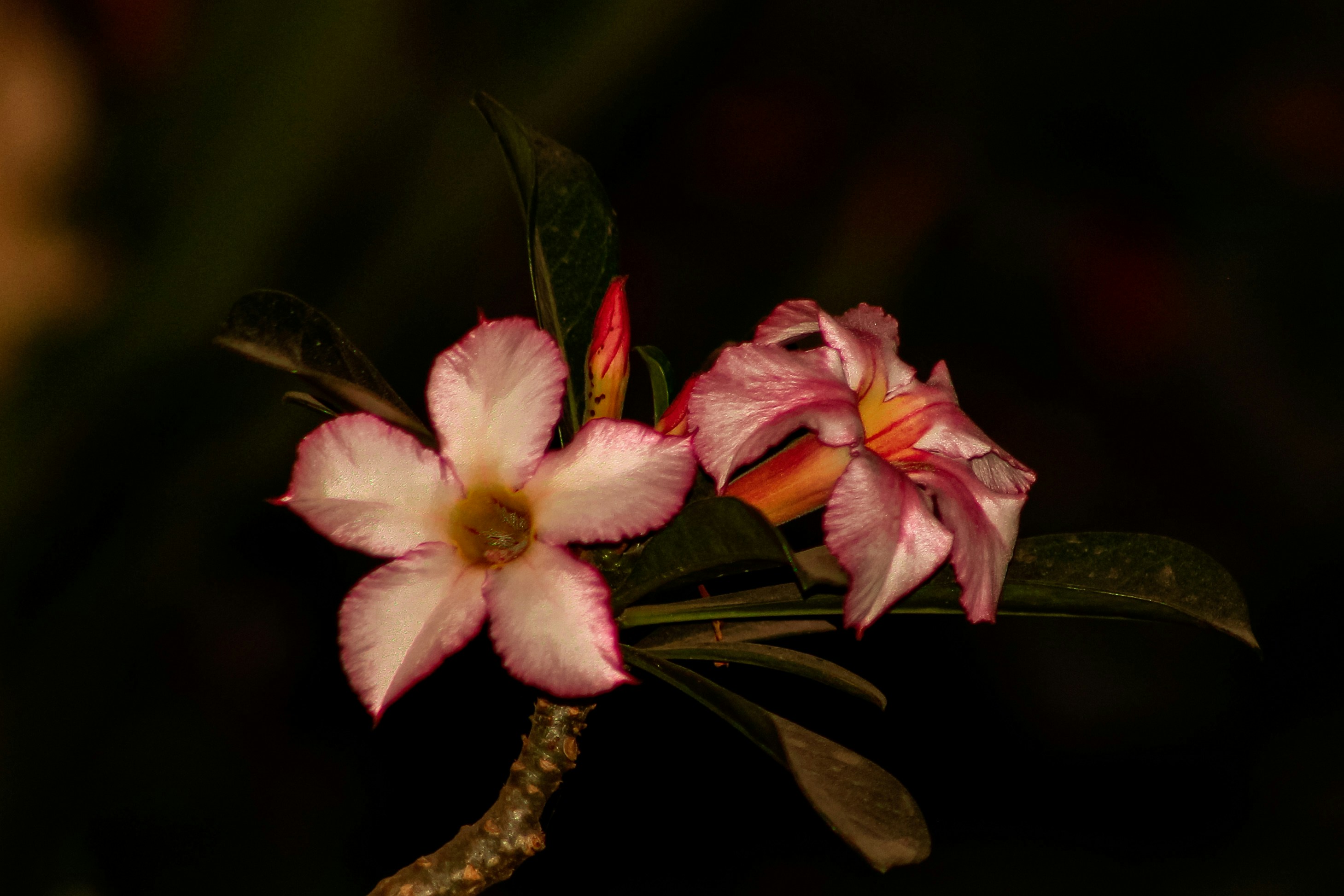 a close up of a flower on a branch