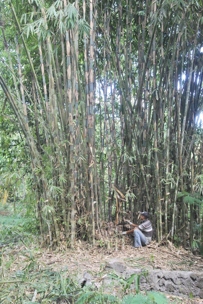 Liok Hap (Mind Gate / Lawang Awangen) | Ruas Bambu Nusa