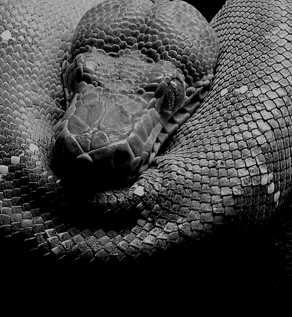 Papua New Guinea rainforest python coiled in tropical jungle habitat