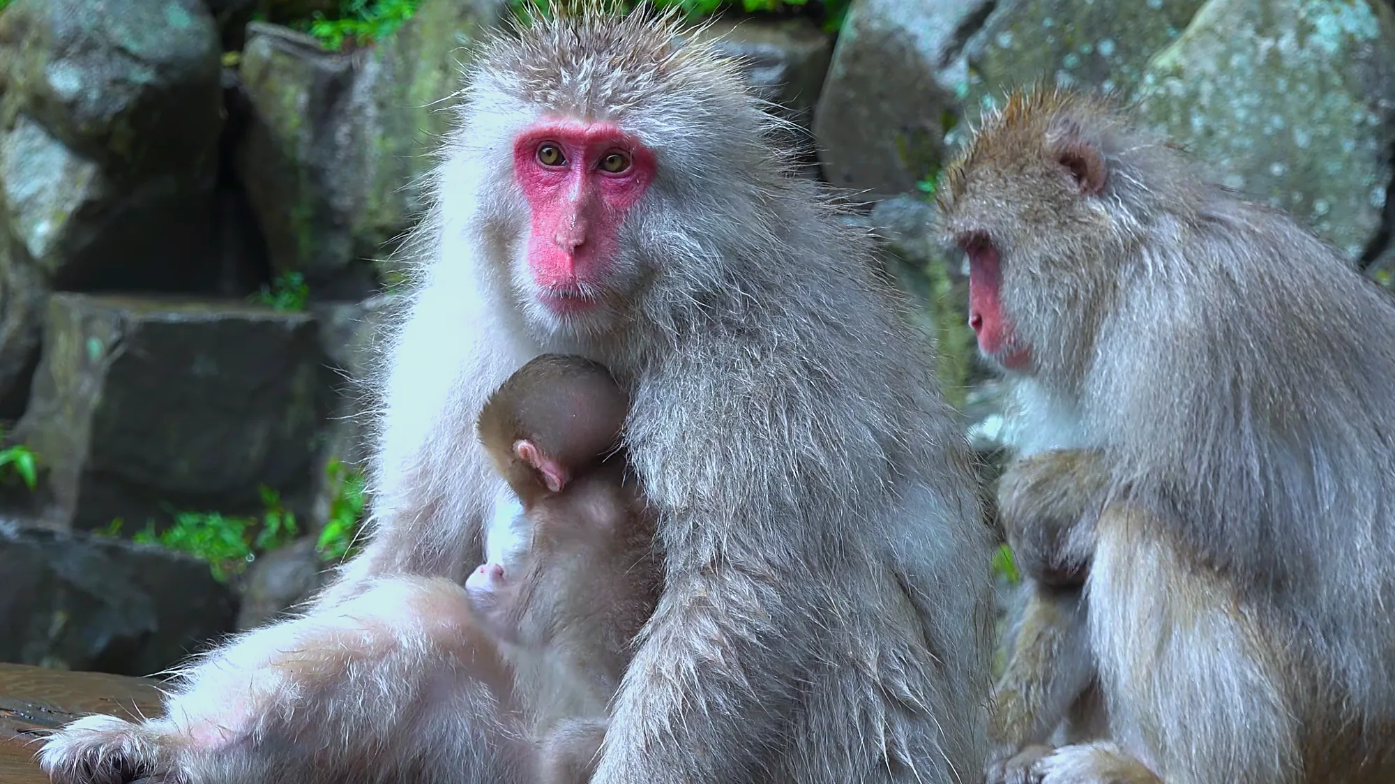 A mother Japanese macaque nurses her infant beside another adult on the green-season riverbank at Jigokudani.