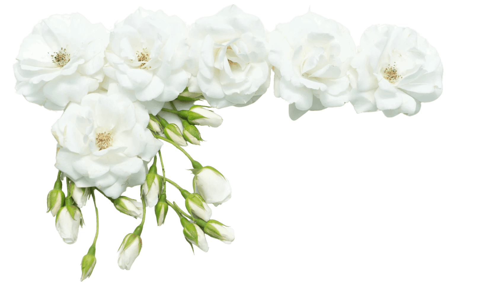 An image of white flowers