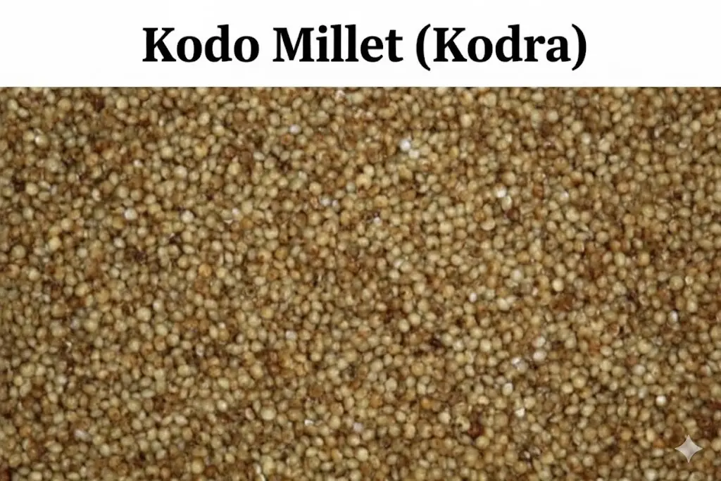 Kodra Kodo Millet
