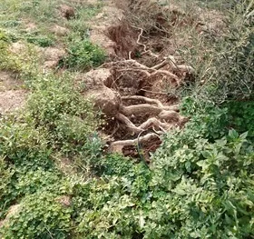 Erosion gully with exposed roots before the intervention