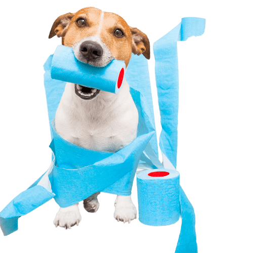 Dog wrapped in blue toilet paper and holding roll in its mouth