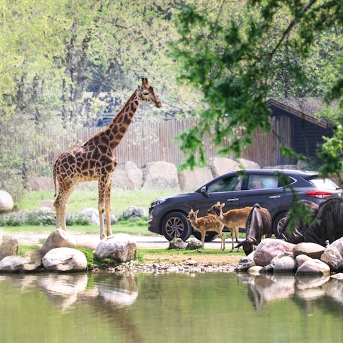 Uma girafa e outros animais estão perto de um lago, com um carro e duas pessoas dentro visíveis ao fundo. Árvores e uma estrutura de madeira também estão presentes.
