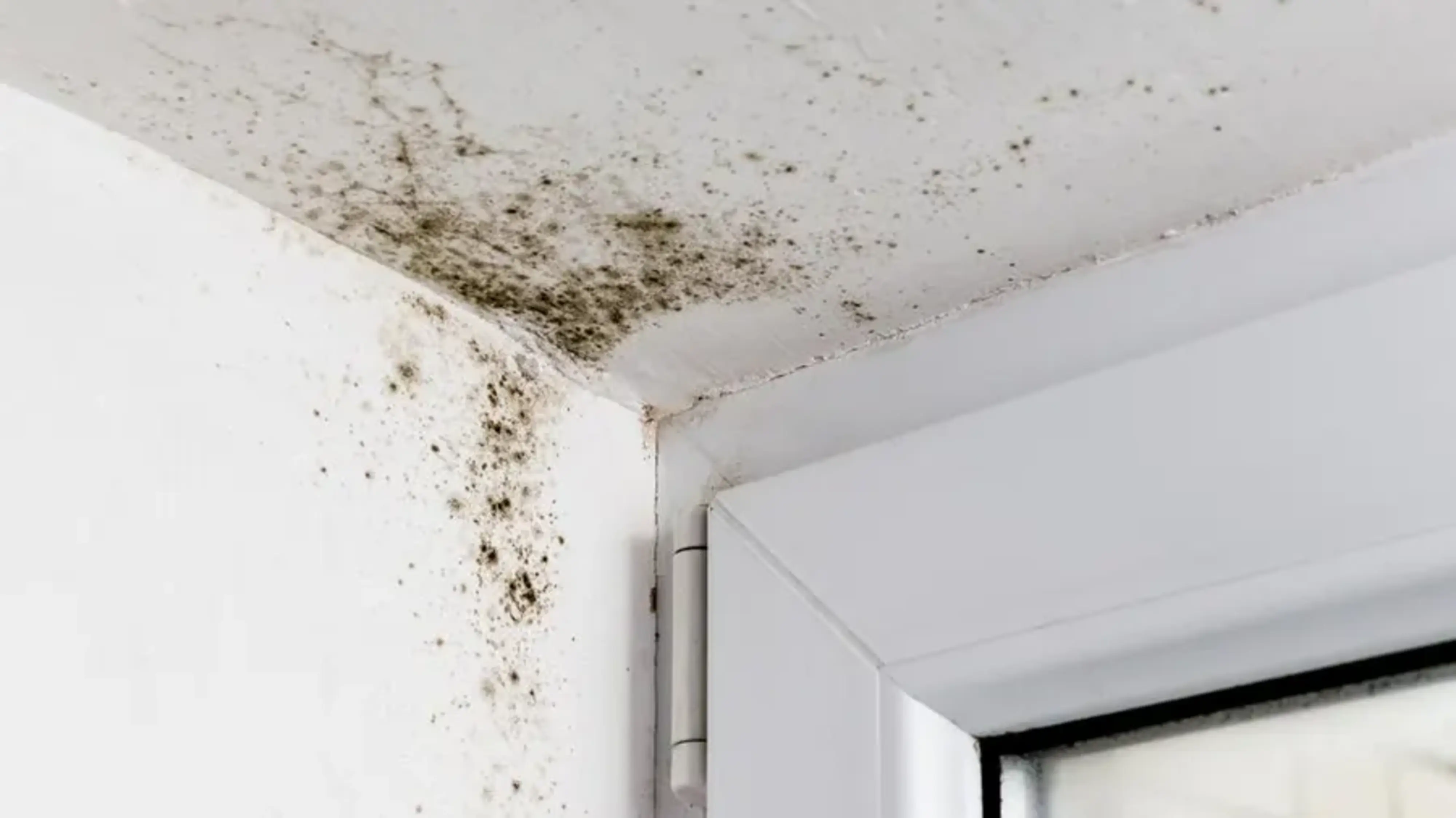 Need Mold Removal in Seattle? Custom Pro Restoration Has You Covered!