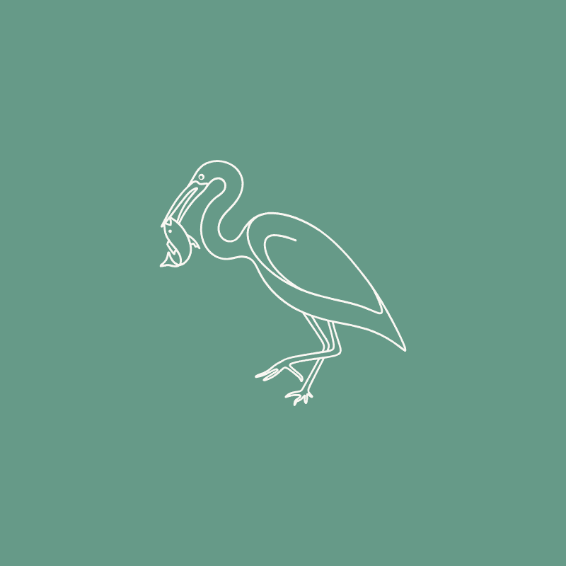 sketch of heron eating a fish on green background