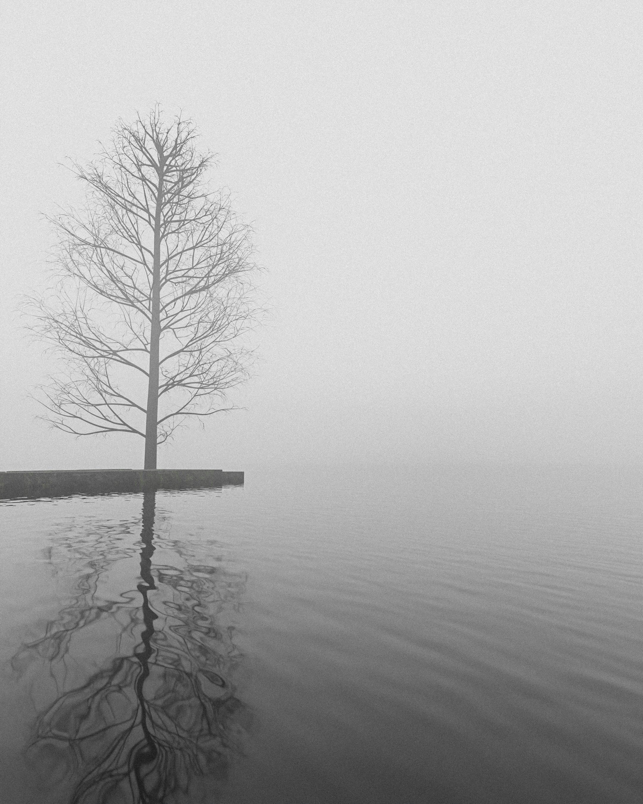 A lone tree in the middle of a body of water