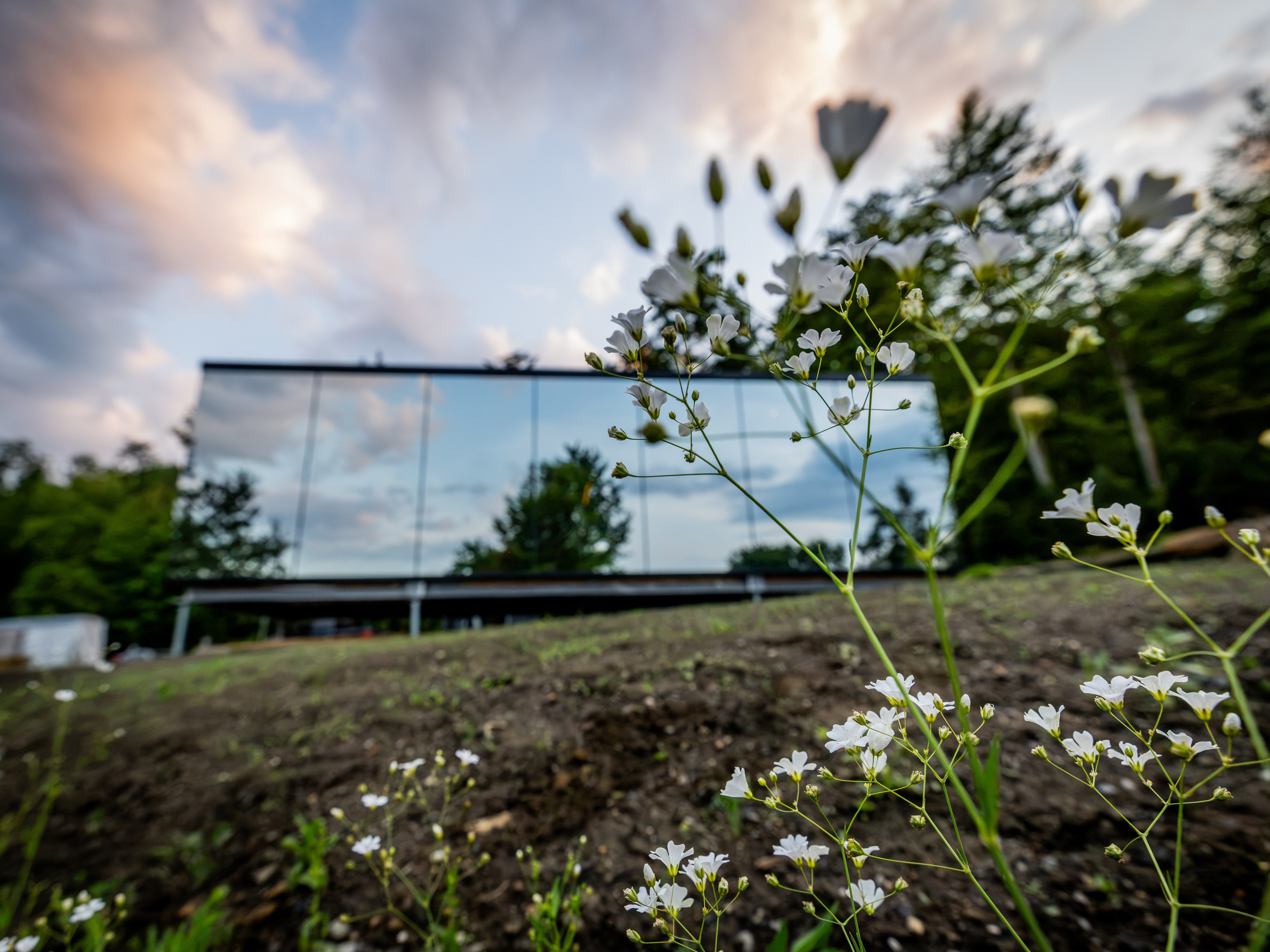 Mirrored cabin exterior seen through wildflowers