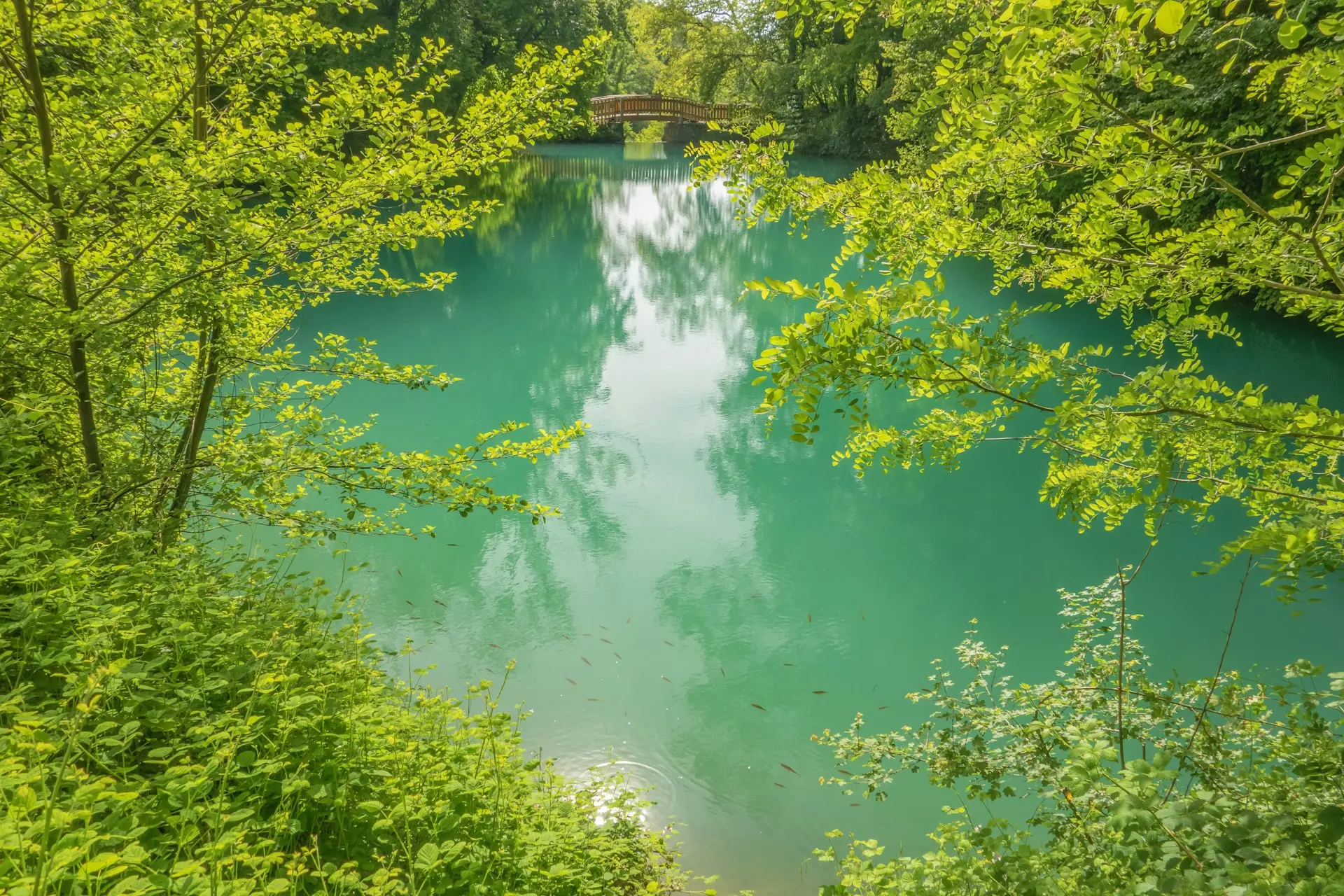 A mirror of emerald water, framed by wild greenery – a hidden sanctuary where nature reflects the soul.