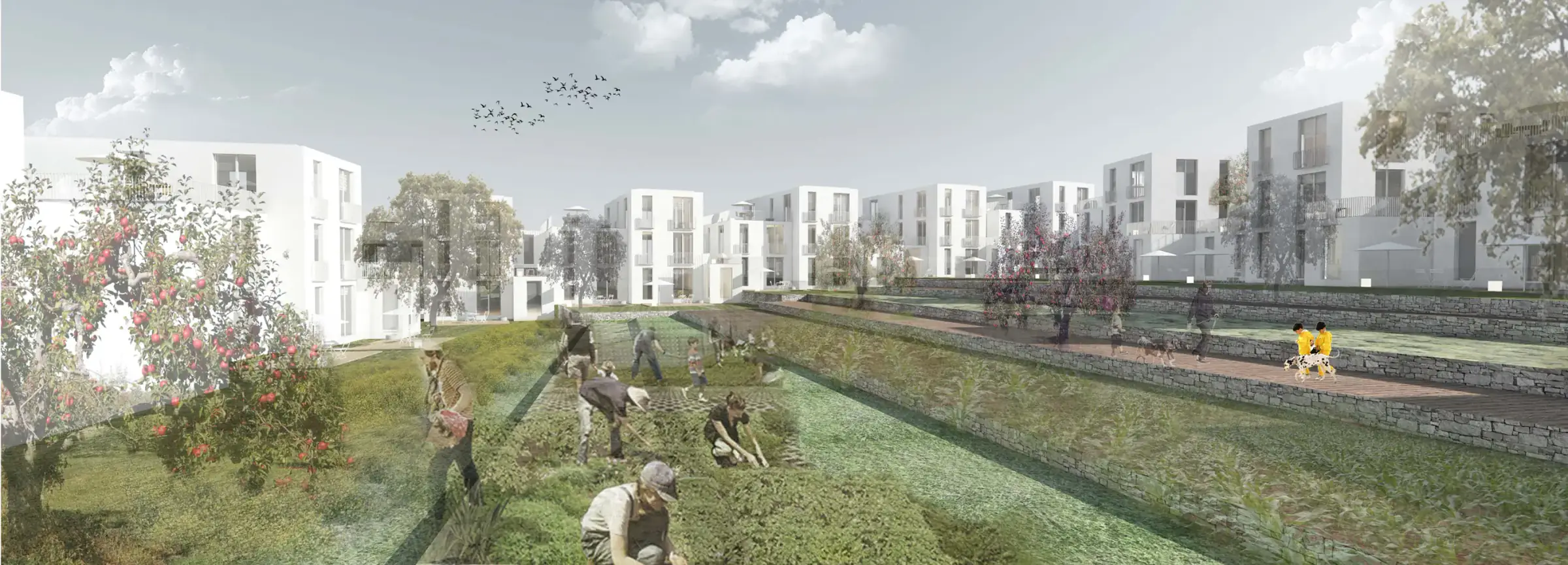 Central vegetable gardens with the white blocks around them