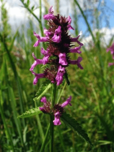 betoine officinale