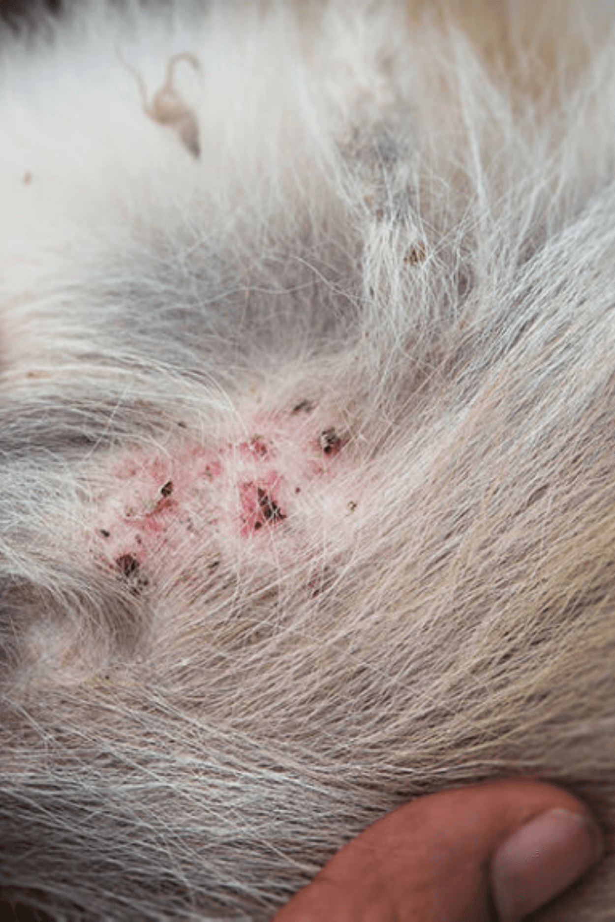 Person in a dark shirton a phone call, seated at a desk with papers, exudes a thoughtful, focused demeanor. Background shows dark horizontal blinds.