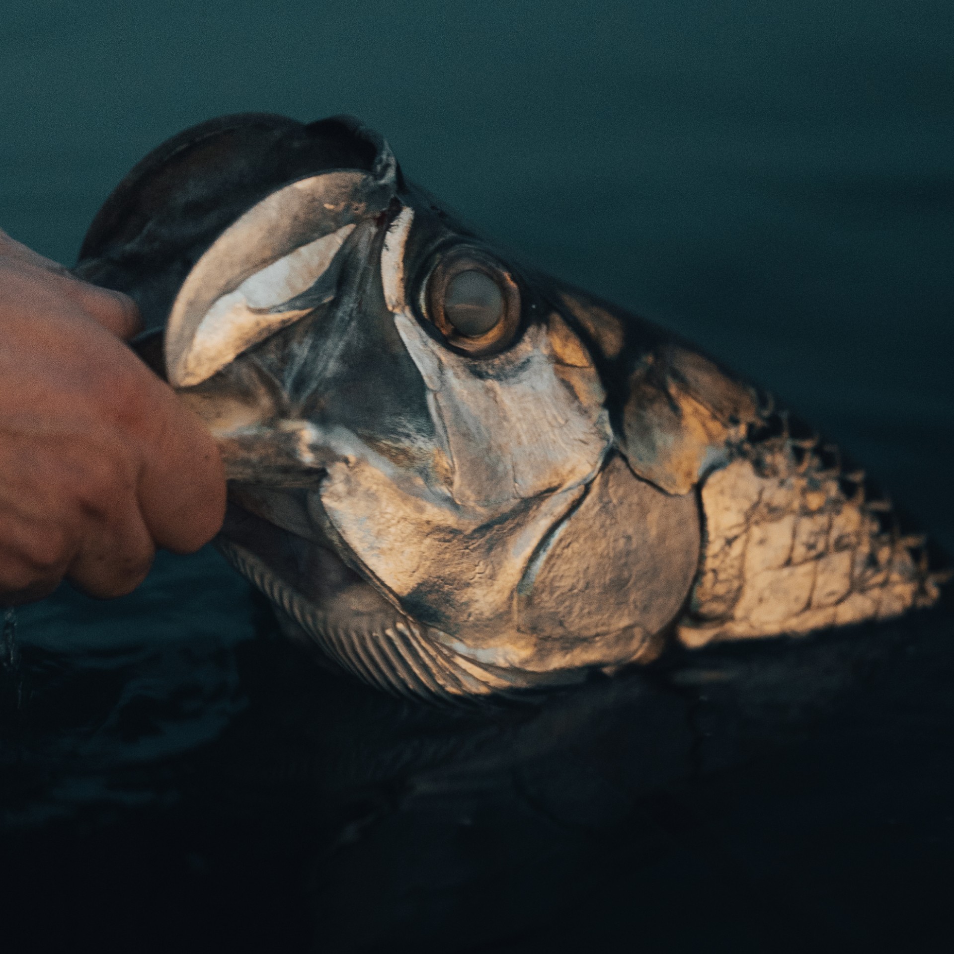 Closeup of a hand holding the mouth of a juvenile tarpon at dusk