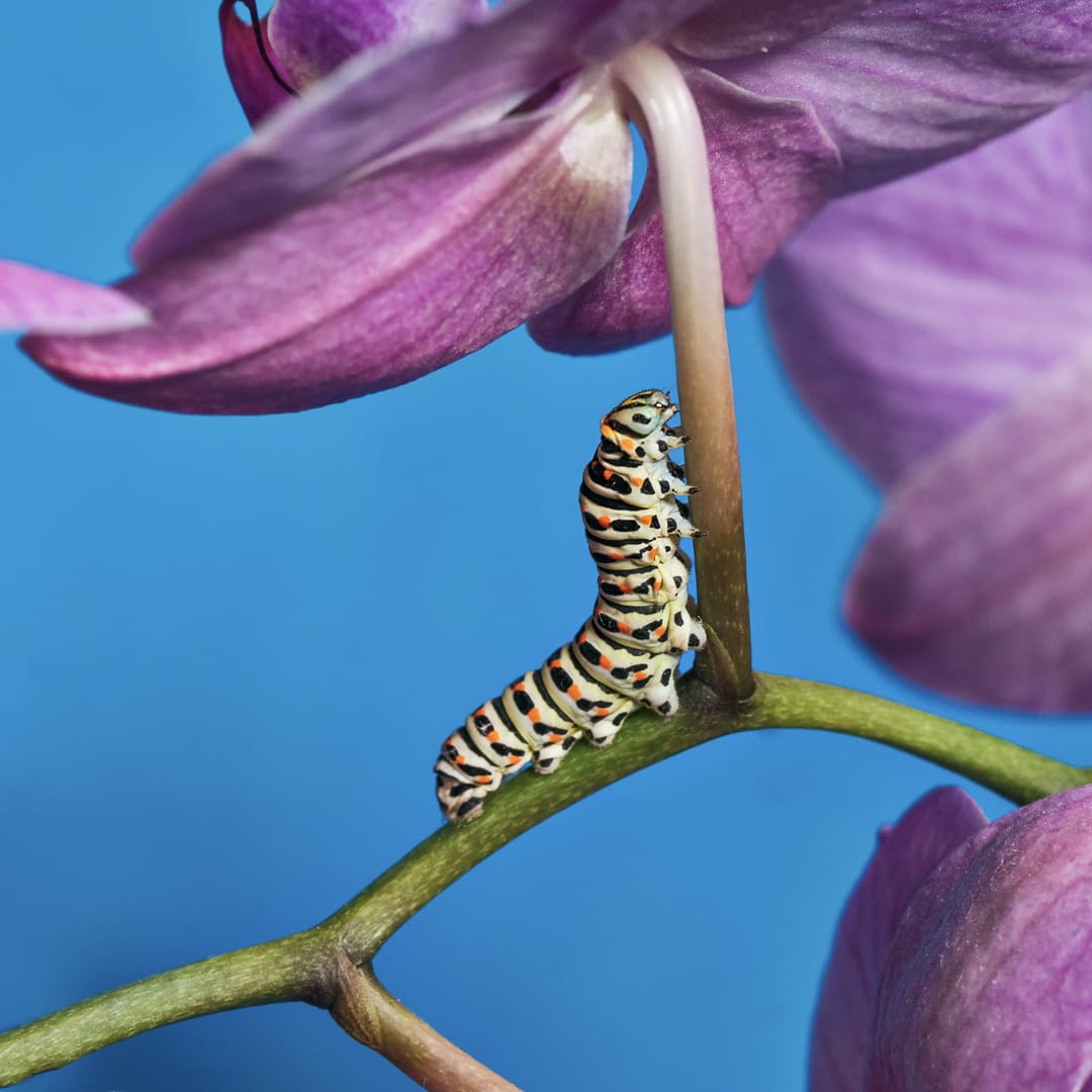 A caterpillar on the stem of a flower representing broad and lasting change