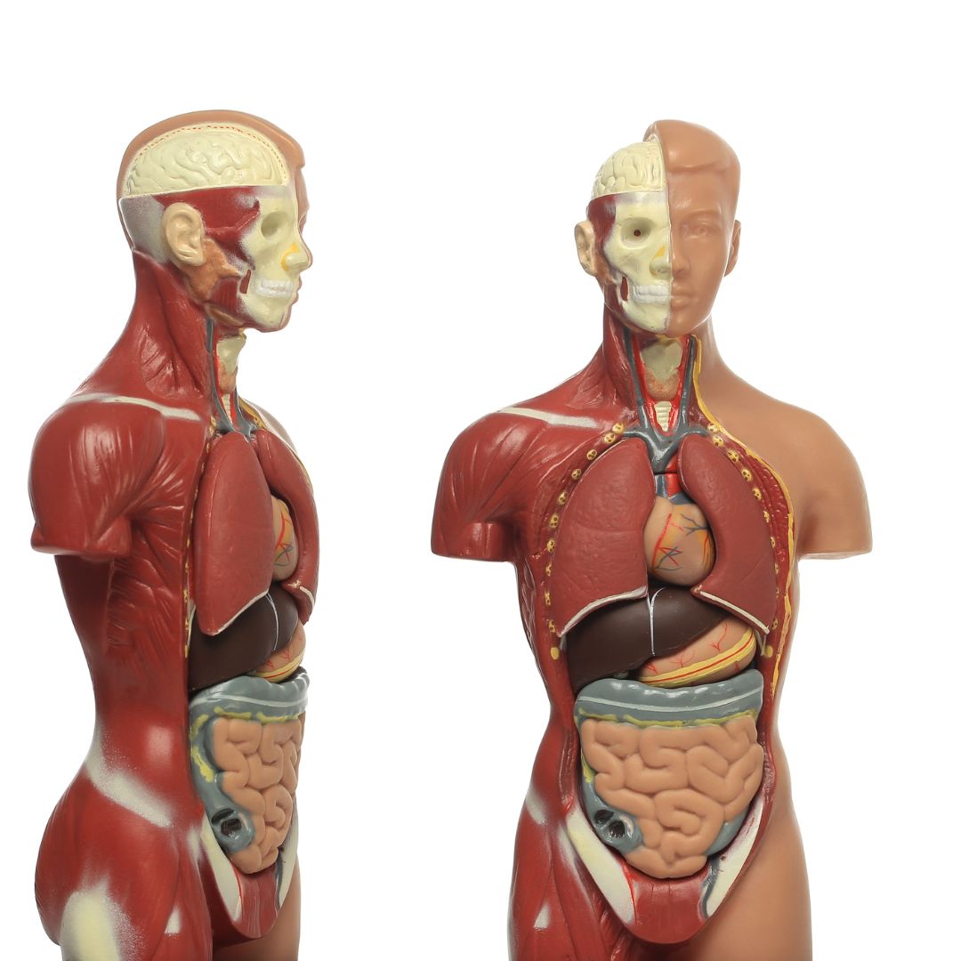 Human Skeletons & Anatomical Models