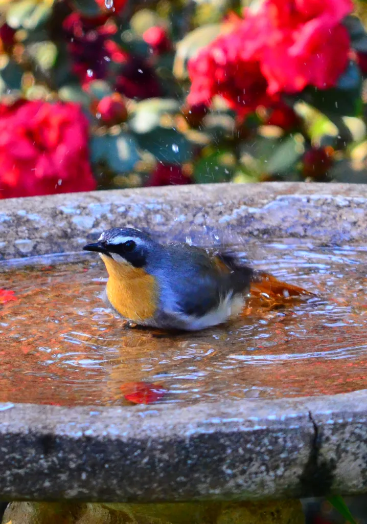 Chorister Robin