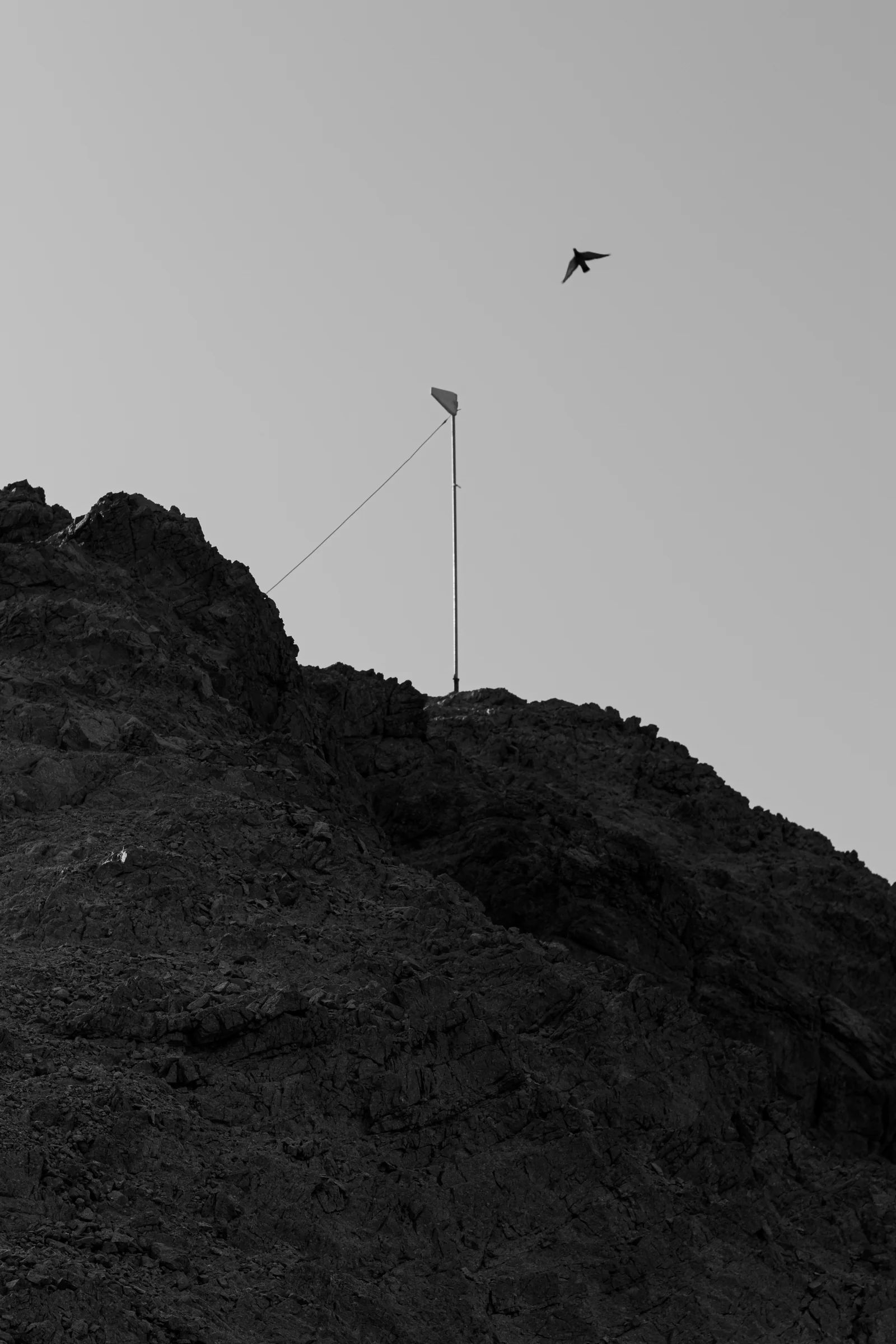 Bird Above the Ridge