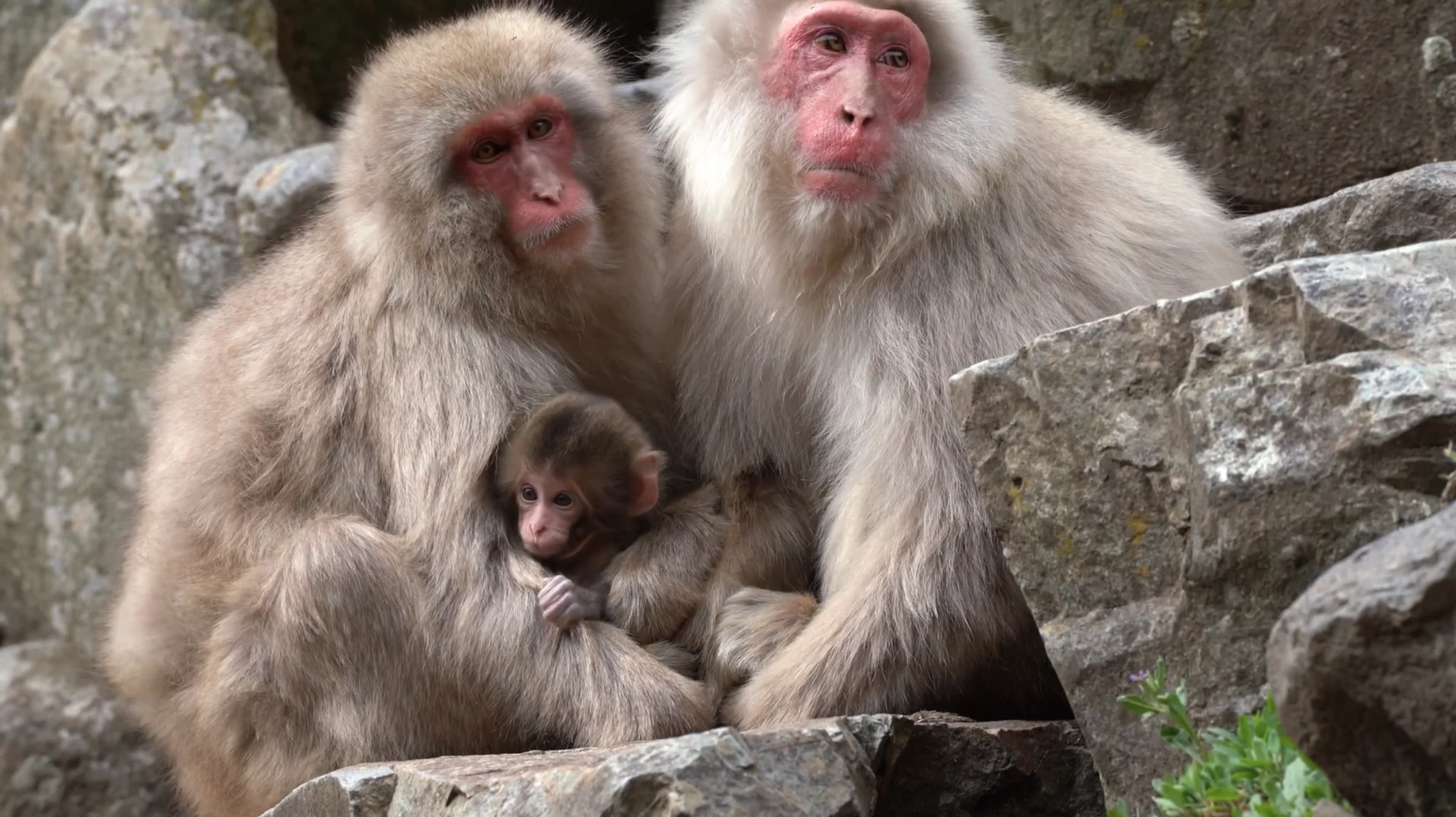 Close portrait of three snow monkeys at the pool edge in soft light, an alert youngster on the right, summer and spring