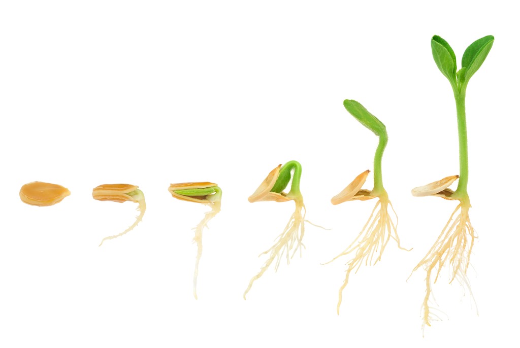 Sequence of pumpkin plant growing showing evolution