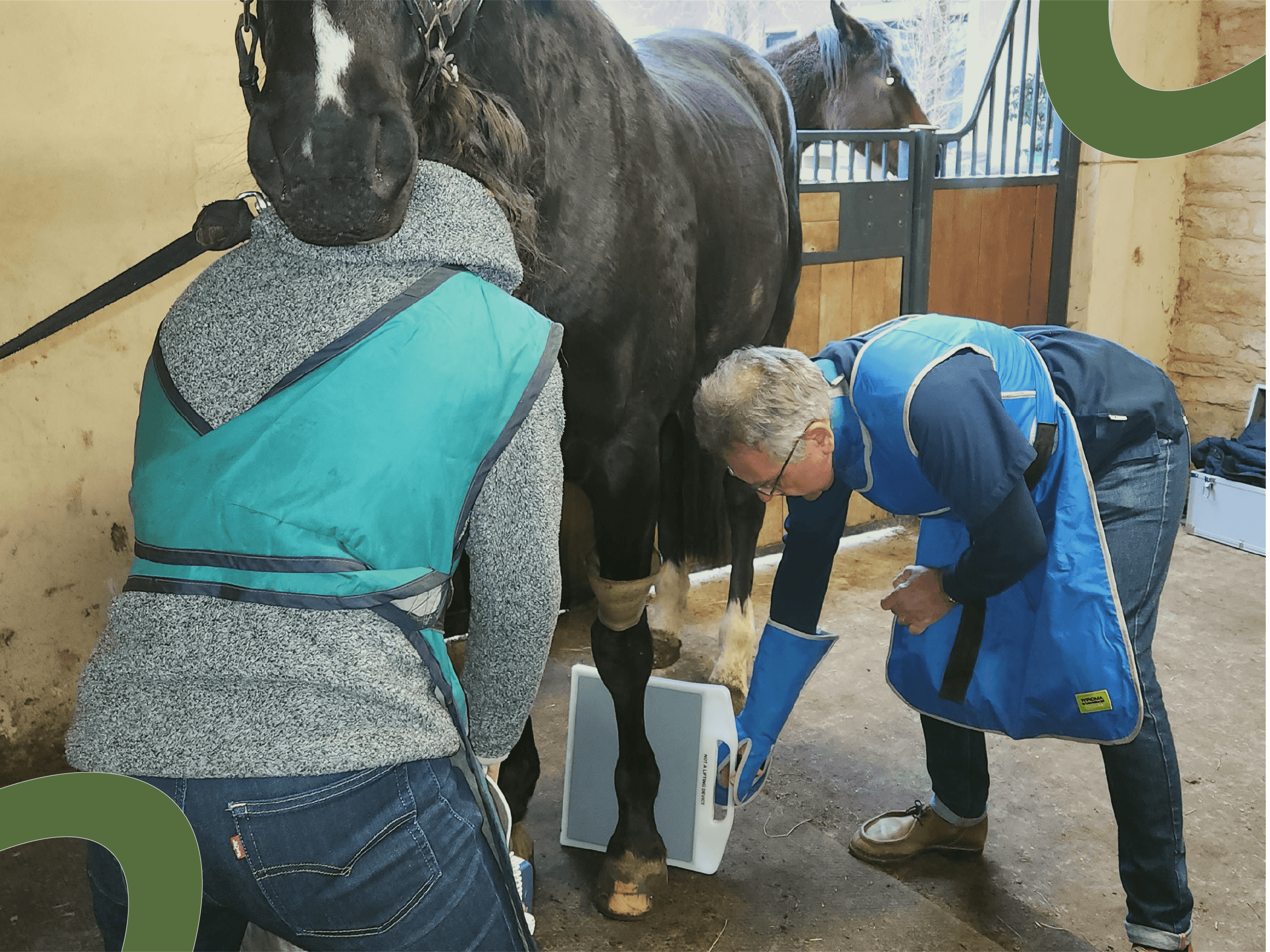 Radiographie membre cheval