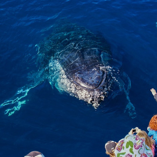 Een walvis komt boven water in de blauwe oceaan, dicht bij mensen op een boot, van wie sommigen naar de walvis reiken.