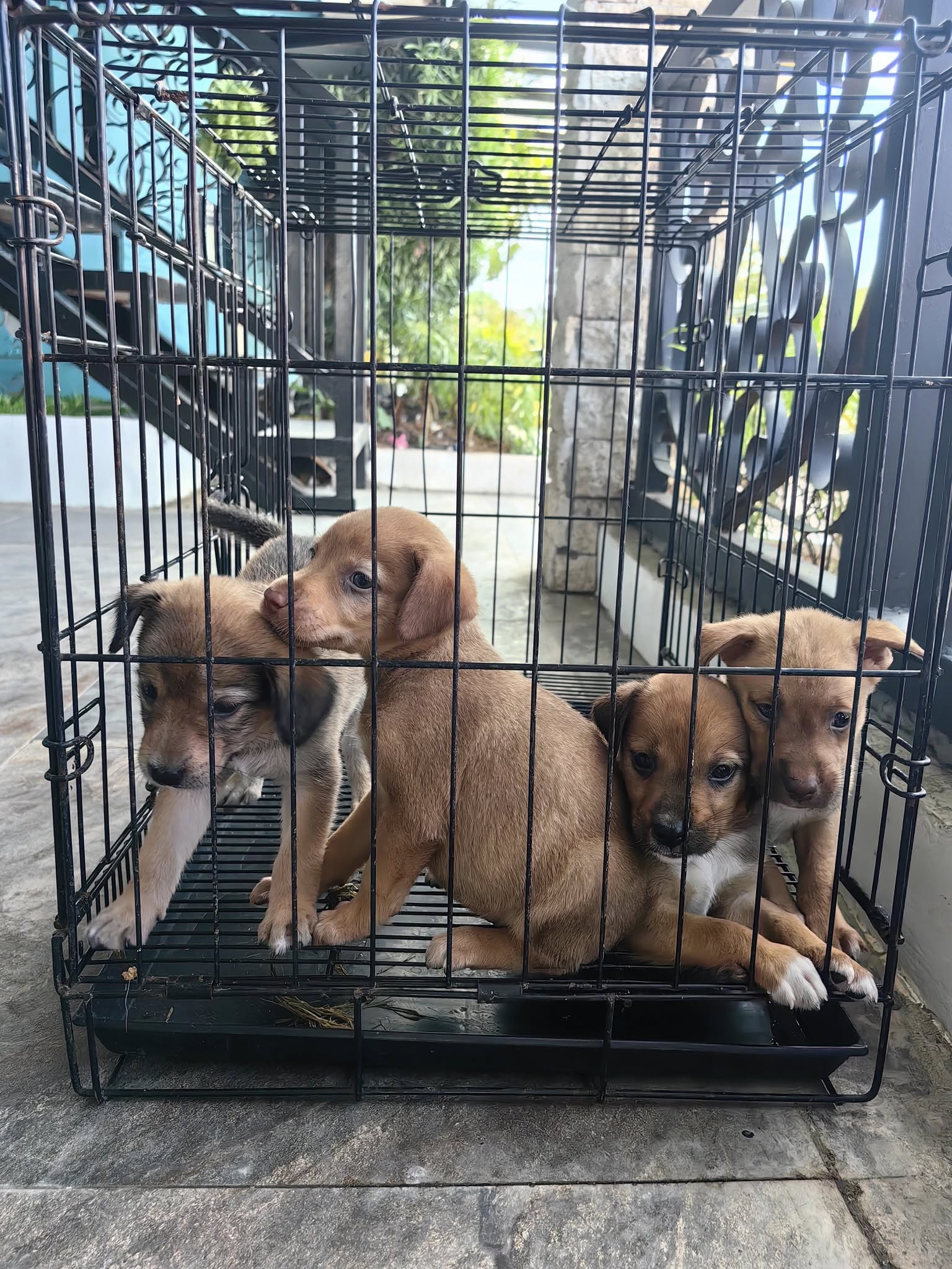 selective focus photography of three brown puppies