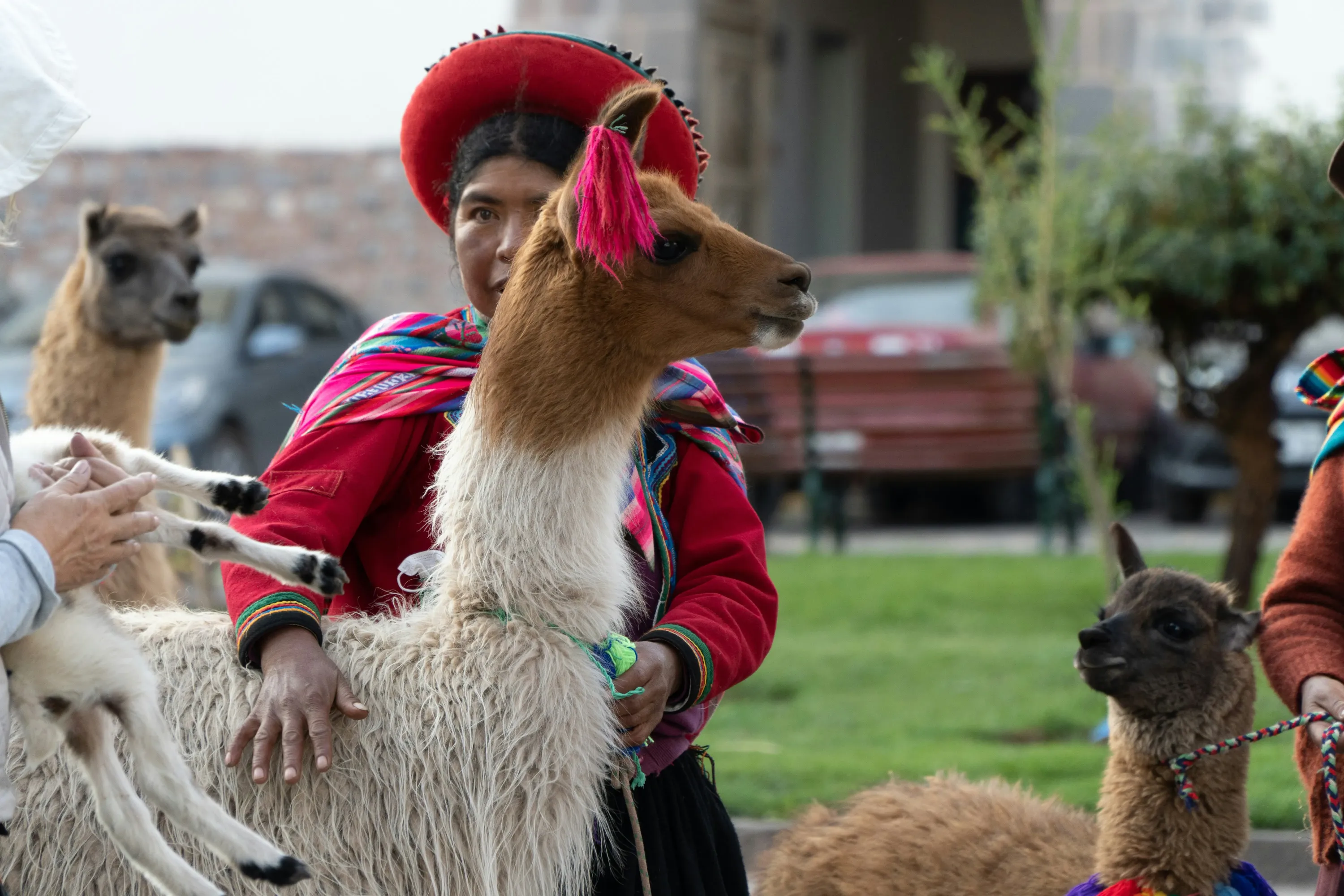 Woman in traditional clothing with llamas and a lamb
