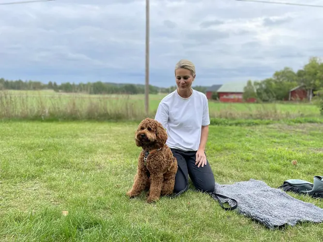 Hundträning utomhus med utrustning från Tassa och Trava – Bättre begagnat.