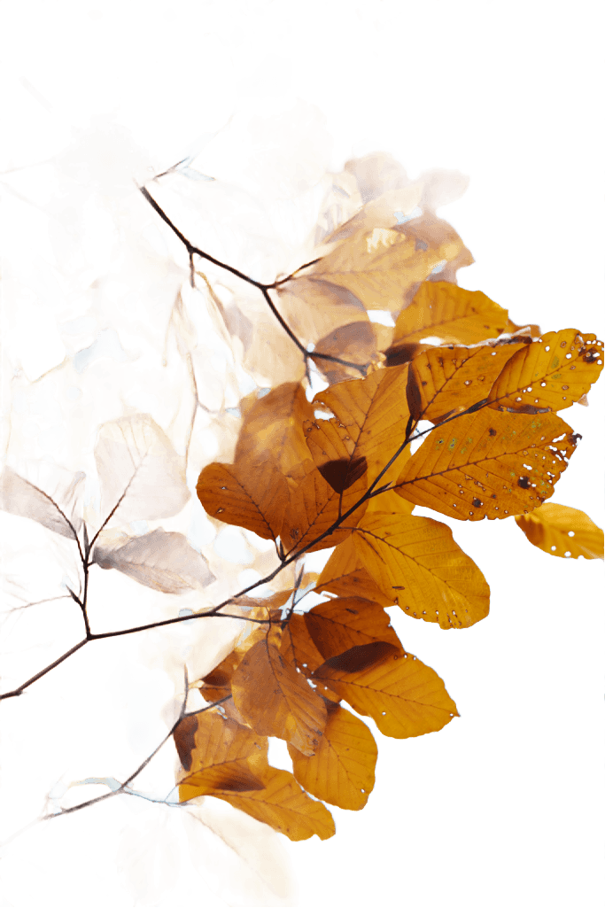Golden autumn leaves against a clear sky (Background Removed)