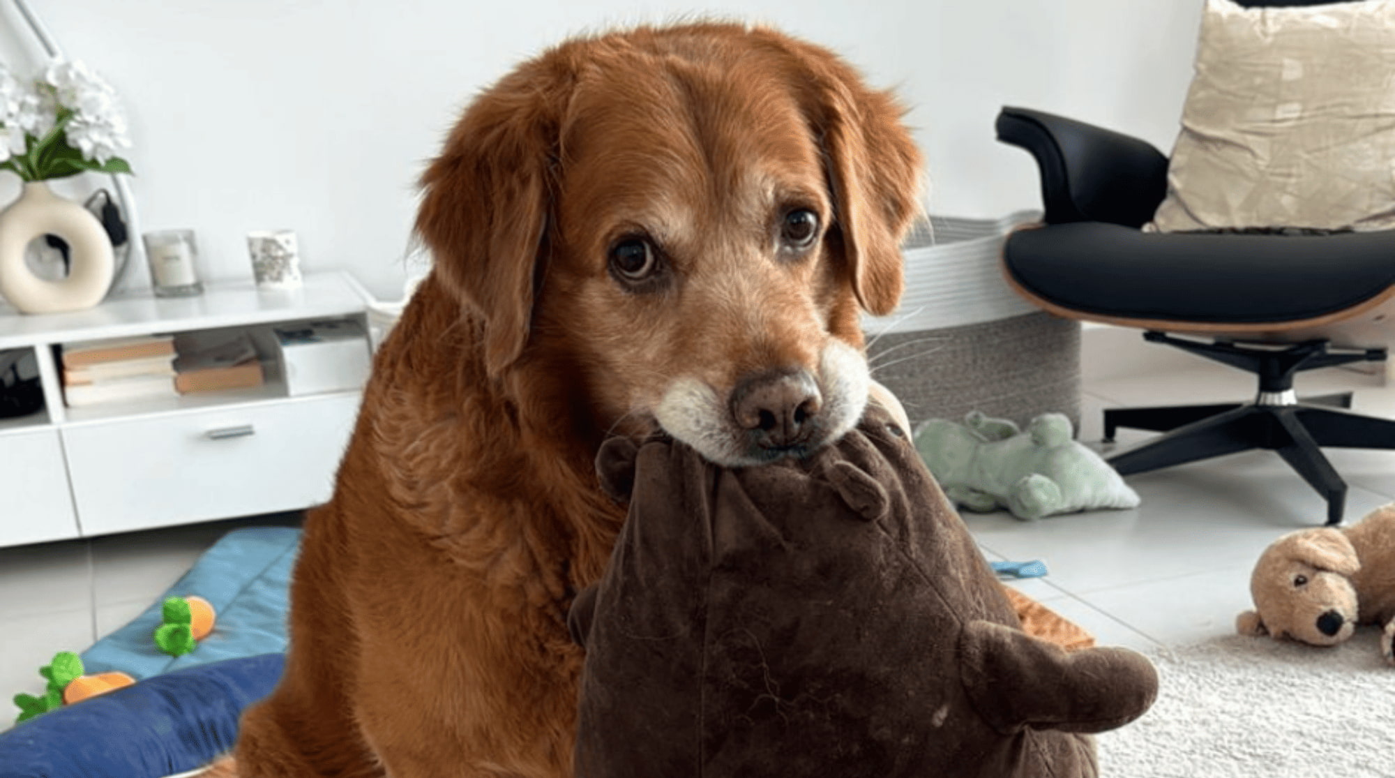 A light brown dog is biting a brown stuffed toy.