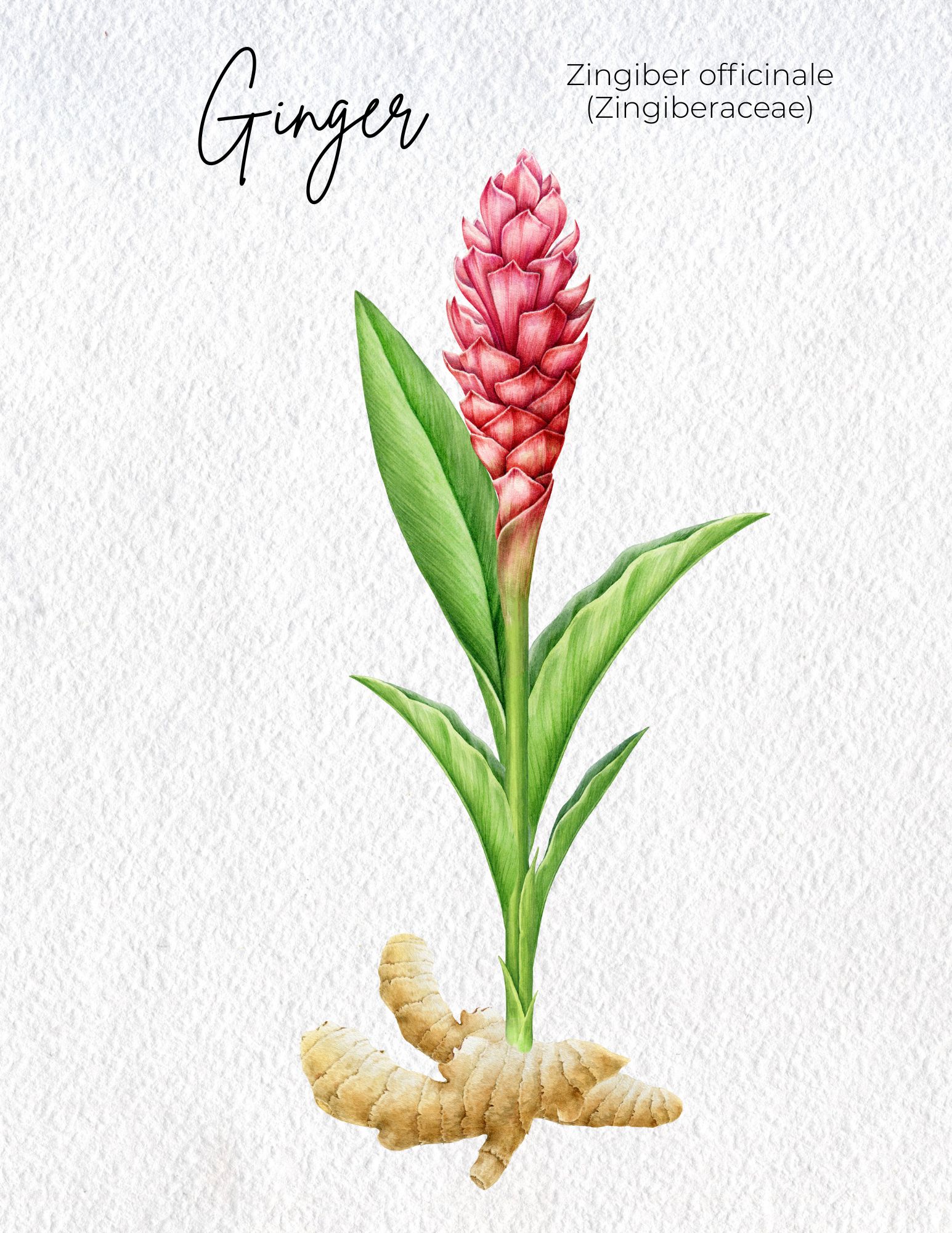 Ginger Materia Medica