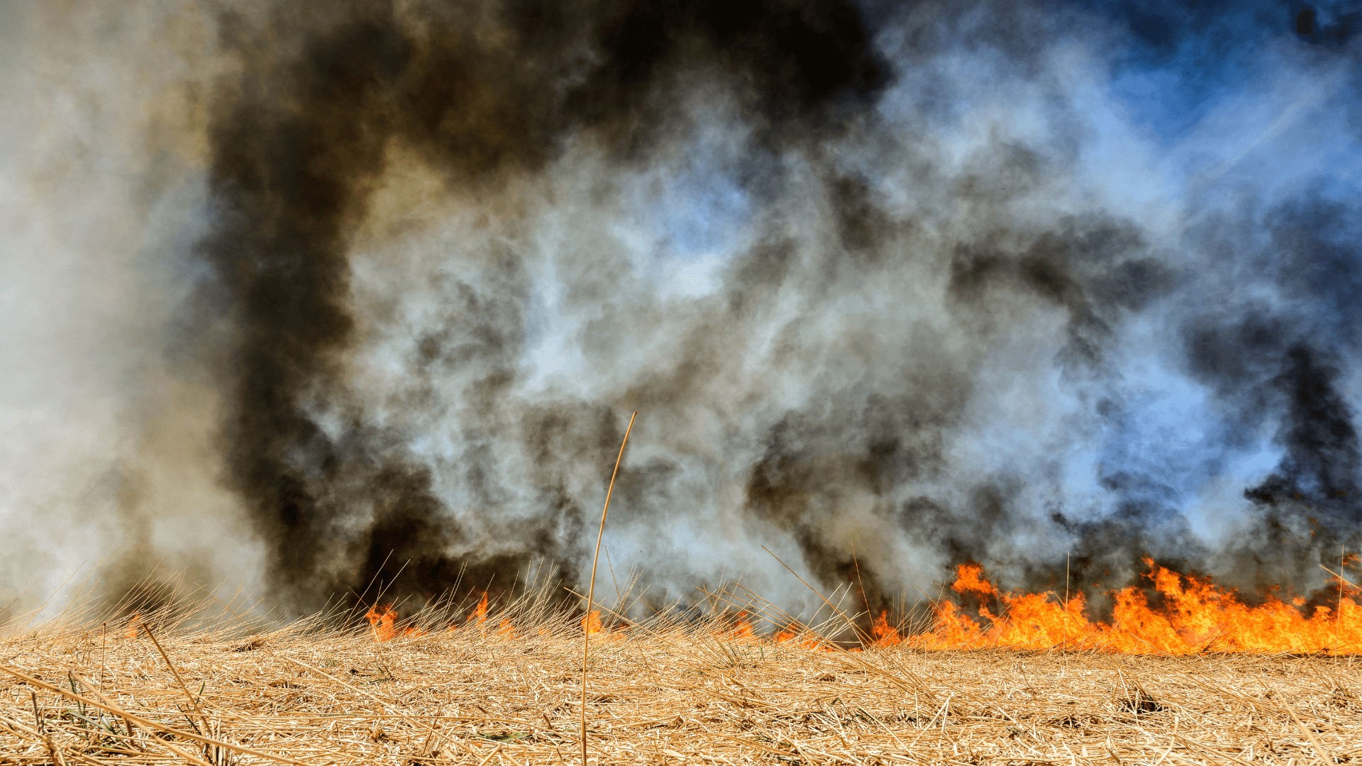 Burning in rice agriculture