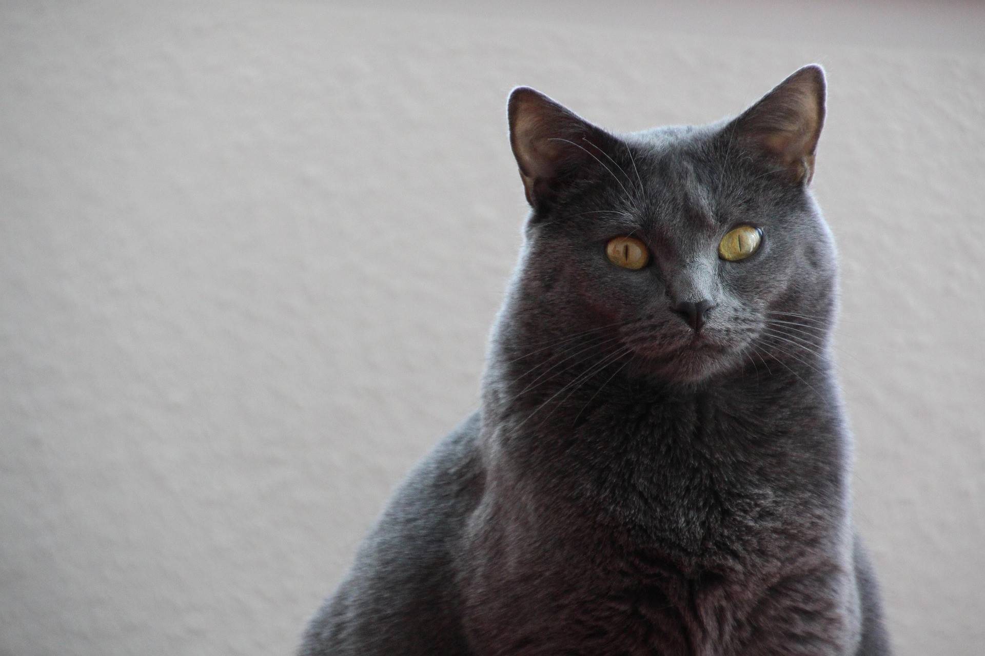 Chartreux Grooming Guide