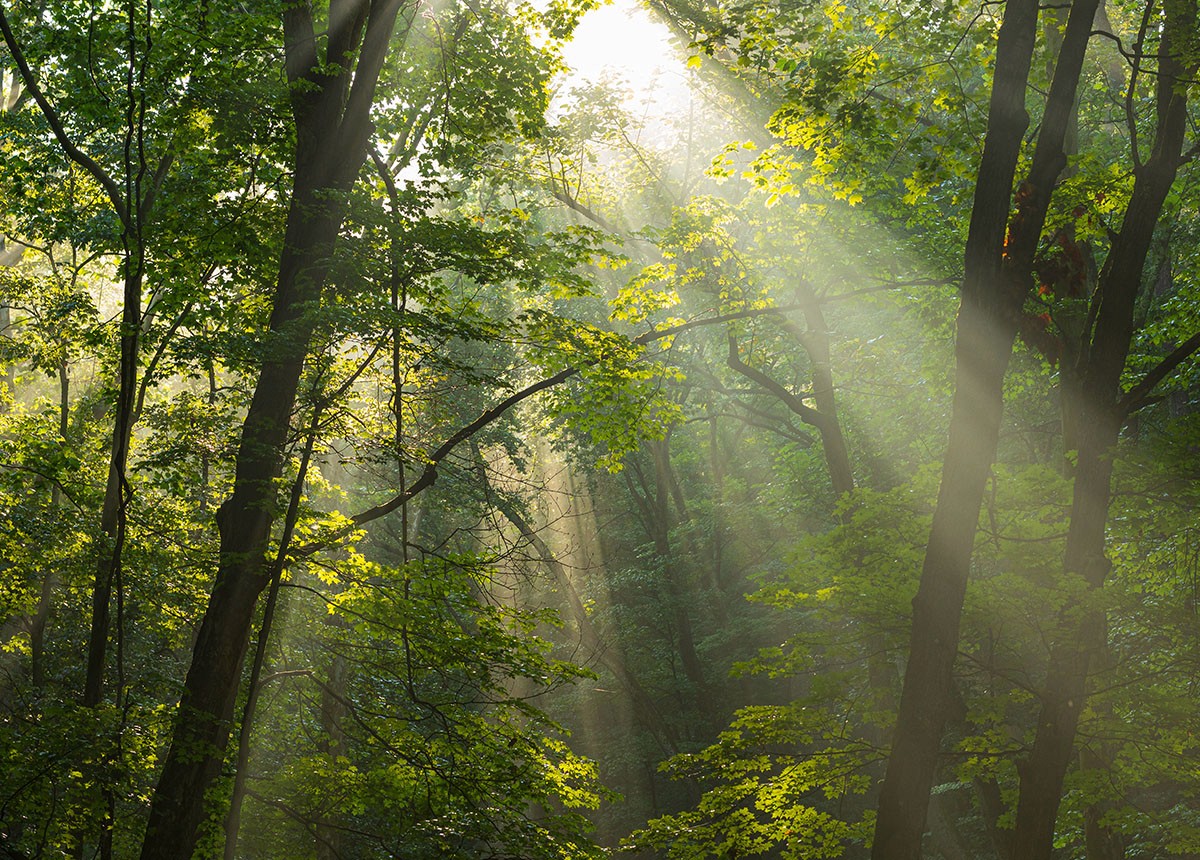 Setting the Standard: Our Carbon Project Assessment Framework